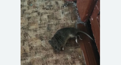 Дезинфекция от мышей в Мурино